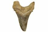 Serrated Sokolovi (Auriculatus) Shark Tooth - Dakhla, Morocco #321868-1